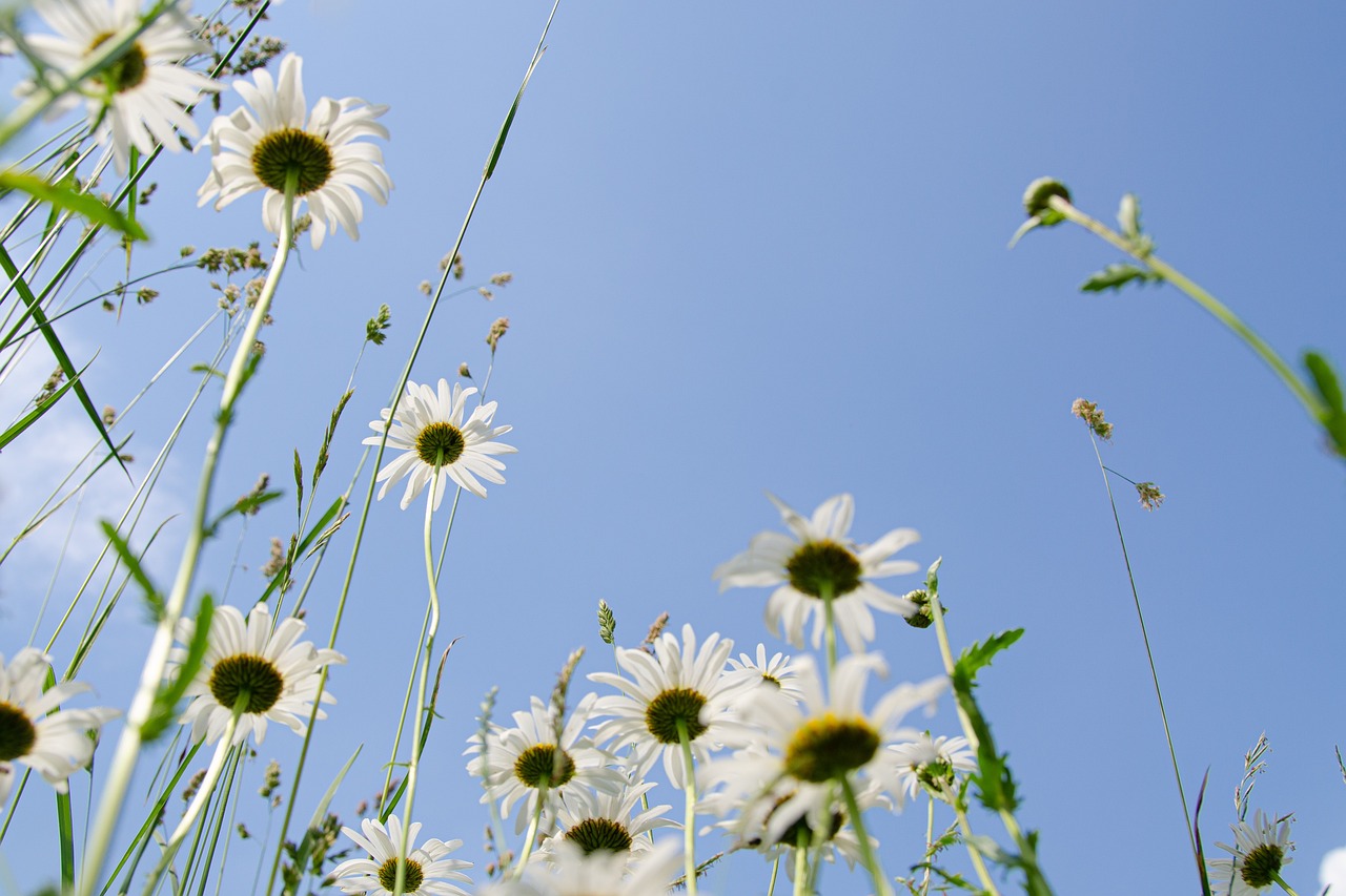 daisies 5343423 1280